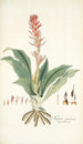 Neottia speciosa - Nikolaus Joseph Freiherr von Jacquin — Ansicht des Kunstwerks