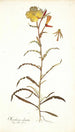 Oenothera odorata - Nikolaus Joseph Freiherr von Jacquin — Ansicht des Kunstwerks