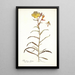 Oenothera odorata - Nikolaus Joseph Freiherr von Jacquin — gerahmtes Bild an der Wand