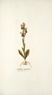 Ophrys crucigera - Nikolaus Joseph Freiherr von Jacquin — Ansicht des Kunstwerks