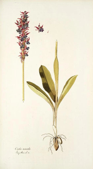 Nikolaus Joseph Freiherr von Jacquin - Orchis mascula.webp