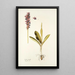 Orchis mascula - Nikolaus Joseph Freiherr von Jacquin — gerahmtes Bild an der Wand