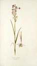 Orchis palustris - Nikolaus Joseph Freiherr von Jacquin — Ansicht des Kunstwerks