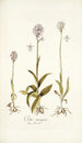 Orchis variegata - Nikolaus Joseph Freiherr von Jacquin — Ansicht des Kunstwerks