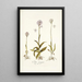 Orchis variegata - Nikolaus Joseph Freiherr von Jacquin — gerahmtes Bild an der Wand
