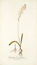 Ornithogalum fuscatum - Nikolaus Joseph Freiherr von Jacquin — Ansicht des Kunstwerks