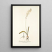 Ornithogalum fuscatum - Nikolaus Joseph Freiherr von Jacquin — gerahmtes Bild an der Wand