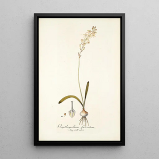 Nikolaus Joseph Freiherr von Jacquin - Ornithogalum fuscatum.webp