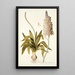Ornithogalum lacteum - Nikolaus Joseph Freiherr von Jacquin — gerahmtes Bild an der Wand