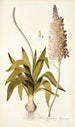 Ornithogalum lacteum - Nikolaus Joseph Freiherr von Jacquin — Ansicht des Kunstwerks