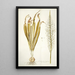 Ornithogalum latifolium - Nikolaus Joseph Freiherr von Jacquin — gerahmtes Bild an der Wand