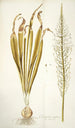 Ornithogalum latifolium - Nikolaus Joseph Freiherr von Jacquin — Ansicht des Kunstwerks