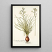 Ornithogalum polyphyllum - Nikolaus Joseph Freiherr von Jacquin — gerahmtes Bild an der Wand