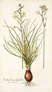 Ornithogalum polyphyllum - Nikolaus Joseph Freiherr von Jacquin — Ansicht des Kunstwerks