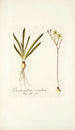 Ornithogalum secundum - Nikolaus Joseph Freiherr von Jacquin — Ansicht des Kunstwerks