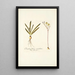 Ornithogalum secundum - Nikolaus Joseph Freiherr von Jacquin — gerahmtes Bild an der Wand