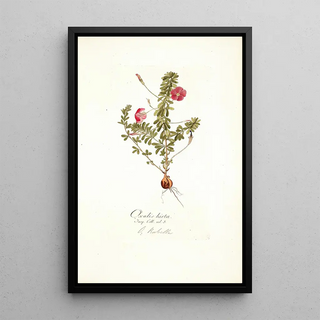 Nikolaus Joseph Freiherr von Jacquin - Oxalis hirta.webp