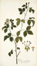 Panax aculeatum - Nikolaus Joseph Freiherr von Jacquin — Ansicht des Kunstwerks