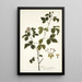 Panax aculeatum - Nikolaus Joseph Freiherr von Jacquin — gerahmtes Bild an der Wand