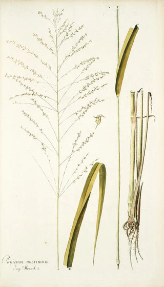 Nikolaus Joseph Freiherr von Jacquin - Panicum maximum.webp