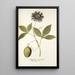 Passiflora incarnata - Nikolaus Joseph Freiherr von Jacquin — gerahmtes Bild an der Wand