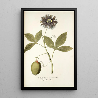 Nikolaus Joseph Freiherr von Jacquin - Passiflora incarnata.webp