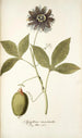 Passiflora incarnata - Nikolaus Joseph Freiherr von Jacquin — Ansicht des Kunstwerks