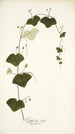 Passiflora lutea - Nikolaus Joseph Freiherr von Jacquin — Ansicht des Kunstwerks