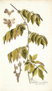 Paullinia cauliflora - Nikolaus Joseph Freiherr von Jacquin — Ansicht des Kunstwerks