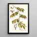 Paullinia cauliflora - Nikolaus Joseph Freiherr von Jacquin — gerahmtes Bild an der Wand