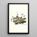 Pelargonium betonicum - Nikolaus Joseph Freiherr von Jacquin — gerahmtes Bild an der Wand