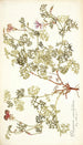 Pelargonium caucalifolium - Nikolaus Joseph Freiherr von Jacquin — Ansicht des Kunstwerks