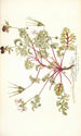 Pelargonium coriandrifolium - Nikolaus Joseph Freiherr von Jacquin — Ansicht des Kunstwerks