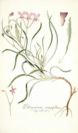 Nikolaus Joseph Freiherr von Jacquin - Pelargonium coronopifolium.webp