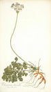 Pelargonium daucoides - Nikolaus Joseph Freiherr von Jacquin — Ansicht des Kunstwerks