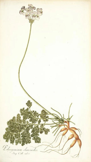 Nikolaus Joseph Freiherr von Jacquin - Pelargonium daucoides.webp
