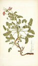 Pelargonium hirtum - Nikolaus Joseph Freiherr von Jacquin — Ansicht des Kunstwerks