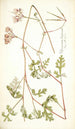 Pelargonium longicaule - Nikolaus Joseph Freiherr von Jacquin — Ansicht des Kunstwerks