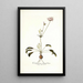 Pelargonium longifolium - Nikolaus Joseph Freiherr von Jacquin — gerahmtes Bild an der Wand