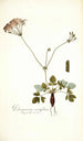 Pelargonium nervifolium - Nikolaus Joseph Freiherr von Jacquin — Ansicht des Kunstwerks