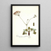 Pelargonium nervifolium - Nikolaus Joseph Freiherr von Jacquin — gerahmtes Bild an der Wand
