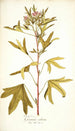 Pelargonium scabrum - Nikolaus Joseph Freiherr von Jacquin — Ansicht des Kunstwerks