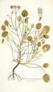 Pelargonium trichostemon - Nikolaus Joseph Freiherr von Jacquin — Ansicht des Kunstwerks