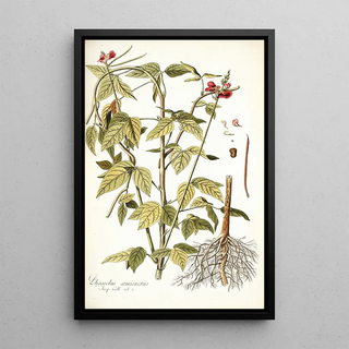 Nikolaus Joseph Freiherr von Jacquin - Phaseolus semierectus.webp