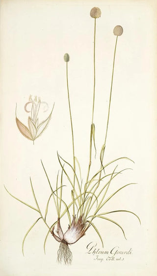 Nikolaus Joseph Freiherr von Jacquin - Phleum gerardi.webp