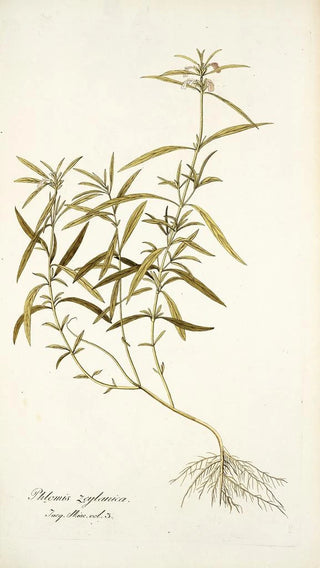 Nikolaus Joseph Freiherr von Jacquin - Phlomis zeylanica.webp