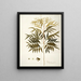 Phyllanthus speciosa - Nikolaus Joseph Freiherr von Jacquin — gerahmtes Bild an der Wand