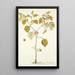 Physalis barbadensis - Nikolaus Joseph Freiherr von Jacquin — gerahmtes Bild an der Wand