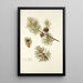 Pinus mughus - Nikolaus Joseph Freiherr von Jacquin — gerahmtes Bild an der Wand