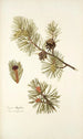 Pinus mughus - Nikolaus Joseph Freiherr von Jacquin — Ansicht des Kunstwerks